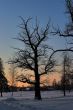 lonly oak