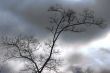 lonly winter tree