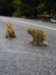 Monkeys at the road