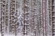 Winter Pine Forest