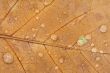 Raindrops on Maple Leaf