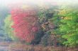 Autumn Foliage and Fog