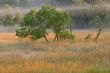 Foggy Meadow with Golden Grasses