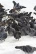 Pigeons with finding eating into snow 3