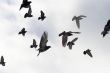 Flying pigeons