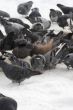 Pigeons with finding eating into snow 2