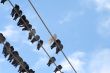 Flock of pigeons siting at power line 4