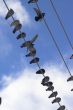 Flock of pigeons siting at power line 1