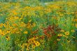 Summer Wildflower Meadow