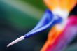Flower Bird Of Paradise Strelitzia reginae