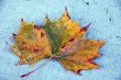 Canada Maple Leaf Fall Season