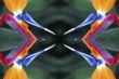 Flower Art Bird Of Paradise