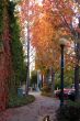 Leaf Fall Season Maple