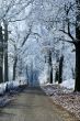 Winter landscape forest road with ice trees