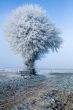 Winter landscape single tree and bench