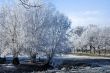 Winter landscape trees at a maedow