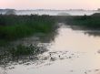 sunrize, mist, bulrush