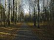 autumn road