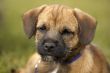 Border terrier