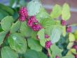 Purple Berries