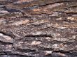 Old pine bark texture