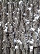 Old tree bark texture with snow spots