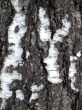 Old birch bark texture