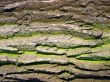 Old bark texture