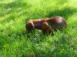 Puppy in Grass