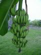 Bananas