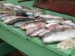 Fishes
