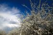 Tree with white colors plums