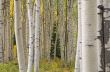 Autumn Aspen Forest