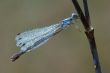 Dew Covered Damselfly