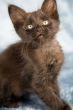 Curious kitten