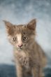Cute little kitten