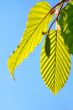 big green leaves