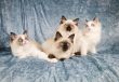 cat family