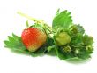 strawberries