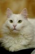  white cat