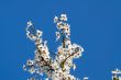 flowers plums, sky