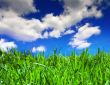 Fields of summer
