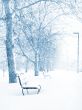 Winter wonderland