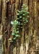 wild forest wall