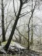 misty morning