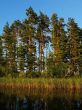 lakeside forest