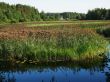 river, bulrush, house