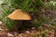 timber mushroom