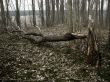 spring forest on riverside