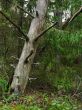 dry pine in dick wood